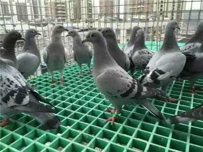 鴿舍格柵